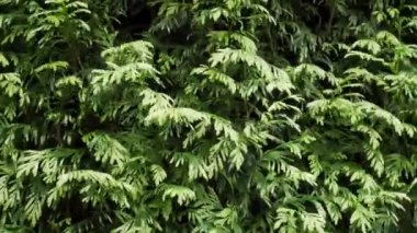 Thuja yaprakları bahçede rüzgarda savruluyor. Hedgerow yakın plan.