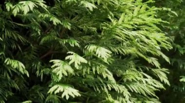 Thuja dalları bahçede rüzgara karşı hareket eder. Yeşil çit