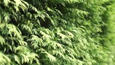 Thuja yaprakları bahçede rüzgarda savruluyor. Hedgerow, yakın plan. Ağır çekim. Seçici odak