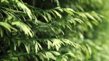 Thuja yaprakları bahçede rüzgarda savruluyor. Hedgerow, yakın plan. Ağır çekim. Seçici odak