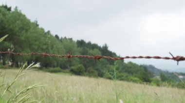 Mavi gökyüzünün arka planında ormanı olan bir çitin dikenli telleri var. Uzun otlar rüzgarda sallanıyor. Güzel kavramsal manzara. Dinamik kamera hareketi