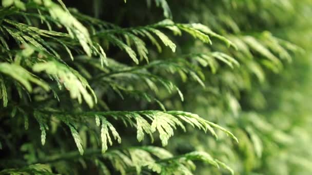 Thuja Bladeren Close Beweegt Wind Tuin Hedgerow Close Langzame Beweging — Stockvideo