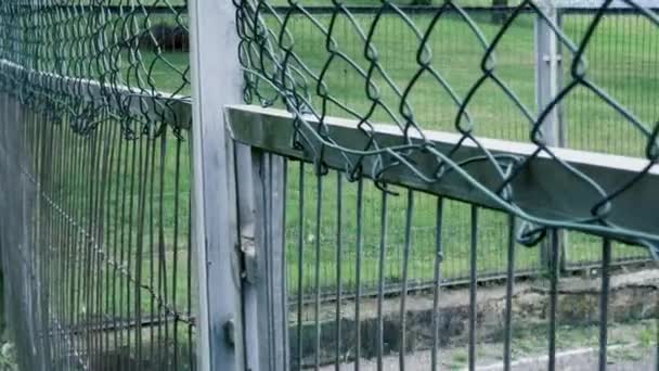 Σιδερένιο Πλέγμα Παλιό Κατεστραμμένο Φράχτη Ένα Φόντο Πράσινο Γρασίδι Και — Αρχείο Βίντεο