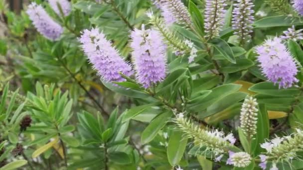 Bellissimi Fiori Viola Uno Sfondo Fogliame Verde Fioritura Estate Primo — Video Stock