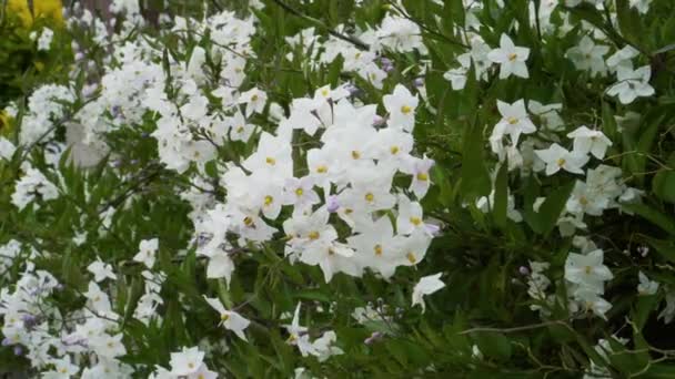 Pequenas Flores Brancas Contexto Folhagem Verde Floração Verão Close — Vídeo de Stock