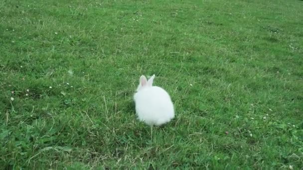 Roztomilý Bílý Králíček Krmí Zelenou Čerstvou Trávou Trávníku Letní Farma — Stock video