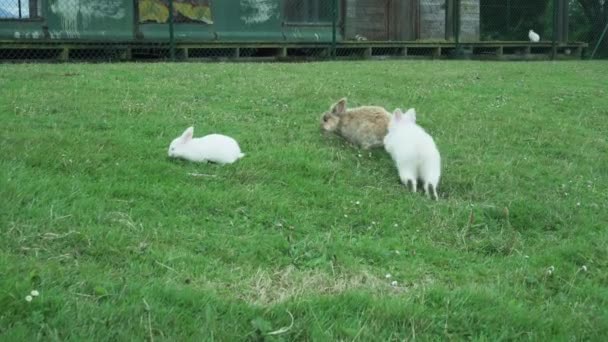 Lindos Conejos Están Jugando Comiendo Hierba Fresca Verde Césped Granja — Vídeos de Stock