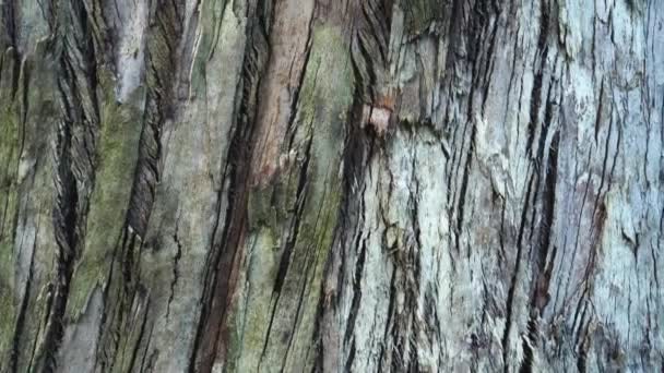 亀裂やスライバーと古い木の幹のクローズアップの樹皮 明るいテクスチャ抽象的な森自然背景 — ストック動画