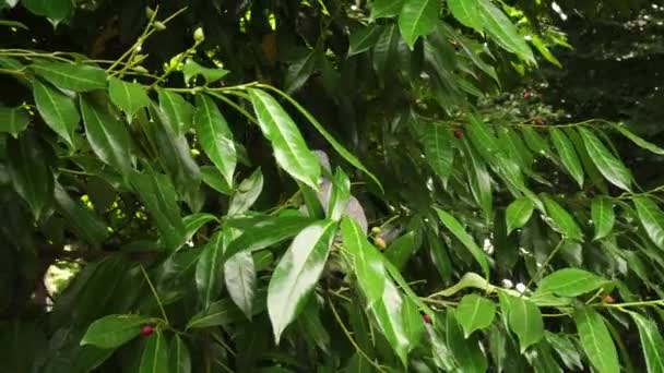 Duivenvogel Tussen Het Groene Gebladerte Een Grijze Wilde Vogel Kijkt — Stockvideo