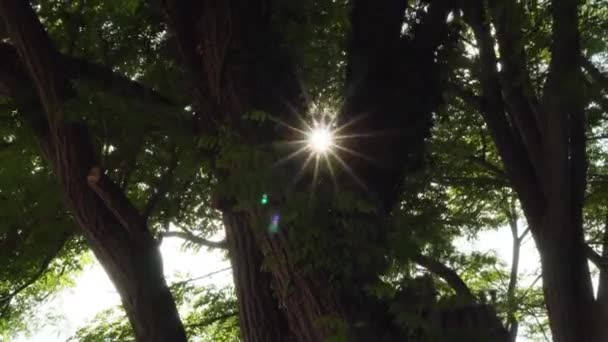 Сонячне Світло Пронизує Листя Дерев Літньому Лісі Являється Зникає Сонячні — стокове відео