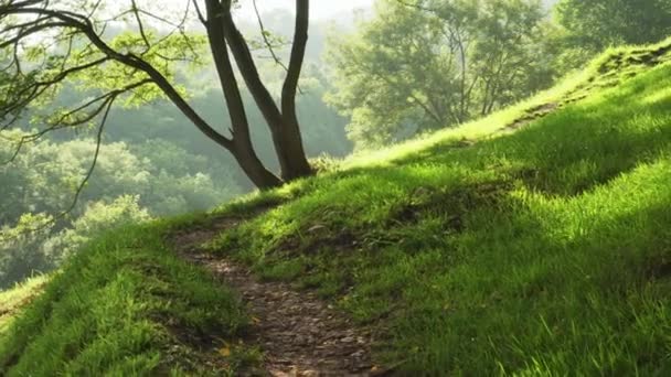 Caminho Perto Floresta Uma Colina Iluminada Pelo Sol Verão Grama — Vídeo de Stock