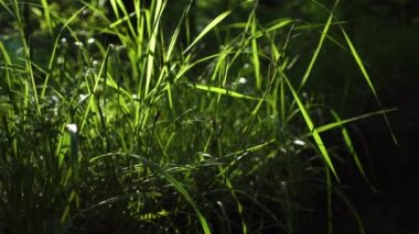 Şafak vakti taze çimenler, orman çimlerinin üzerindeki çiğ taneleriyle parlıyor. Karanlık arka plan. Doğal konsept