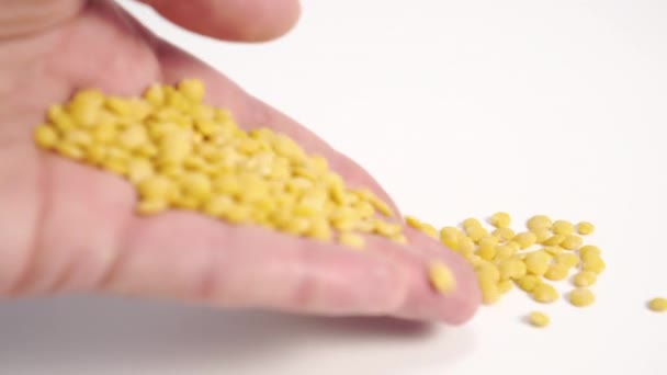 Hand Verschüttet Eine Handvoll Gelbgeschälter Linsen Aus Nächster Nähe Auf — Stockvideo