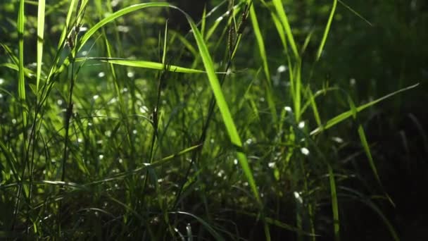 Herbe Dans Forêt Aube Gros Plan Avec Des Gouttes Rosée — Video