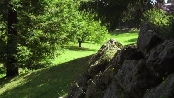 苔と緑の草や針葉樹の背景に黄色の花を持つ石の古い壁 夏のカラフルな森の中の美しい景色 — ストック動画