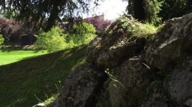 Sarı çiçekli karahindiba eski bir parktaki eski bir taş duvarda. Kozalaklı ve yaprak döken ağaçlar. Yeşil çimen
