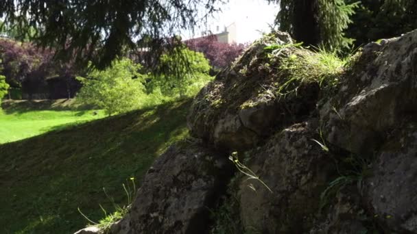 古代公園の石の岩 苔とタンポポで生い茂った 野生の美しい日当たりの良い風景 — ストック動画
