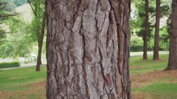 Ragazzo Abbraccia Grande Tronco Albero Con Braccia Dietro Una Foresta — Video Stock