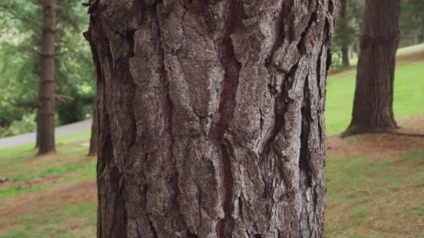 Young Man Hugs Trunk Old Coniferous Tree His Arms Park — Stock Video