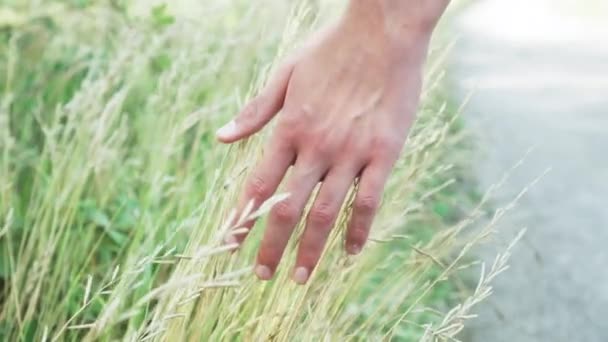 Hand zachtjes raakt gele korenaren langs de weg met groen gras — Stockvideo