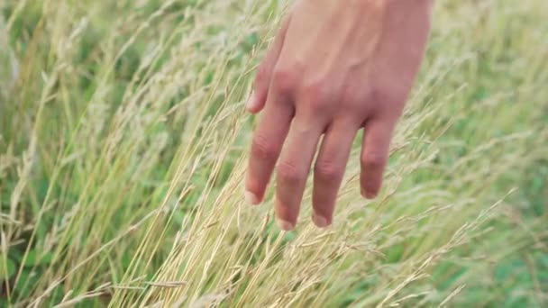 Toucher à la main de l'herbe jaune séchée dans un champ sauvage — Video