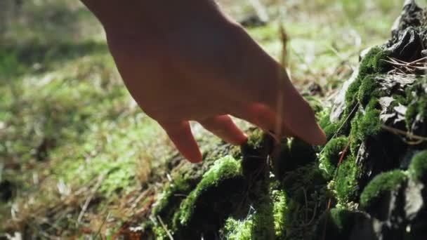 Mousse sur le tronc et les racines d'un arbre dans la forêt — Video