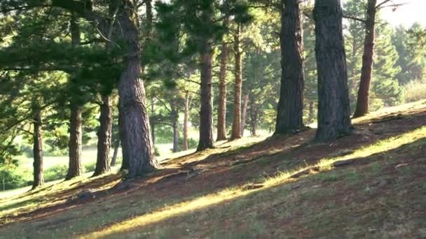 Прекрасное летнее утро в волшебном лесу хвойной феи — стоковое видео