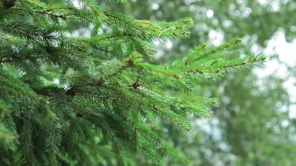 Piękne Gałęzie Bajecznej Jodły Świeżymi Zielonymi Igłami Świątecznym Dzikim Lesie — Wideo stockowe