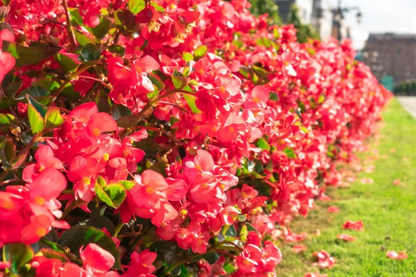 Fila Flores Rojas Floreciendo Callejón Del Parque Soleado Día Primavera — Foto de Stock