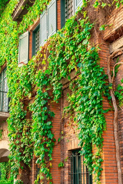 Pared Edificio Ladrillo Está Cubierta Hiedra Con Ventanas Verdes Persianas — Foto de Stock