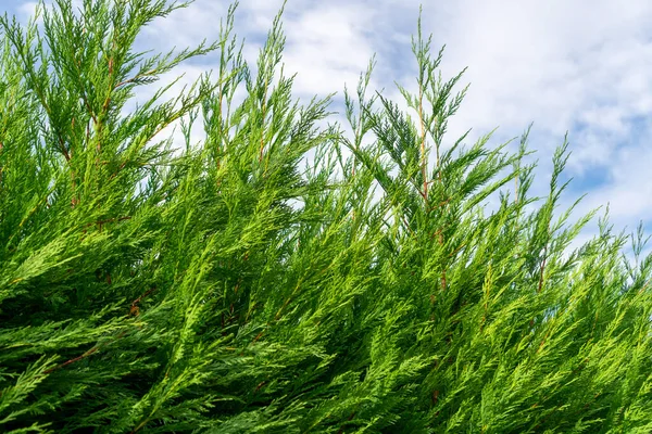 Bela Sebe Ramos Thuja Folhagem Verde Cedro Contra Fundo Céu — Fotografia de Stock