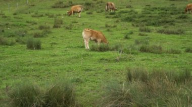 Genç buzağı tarlada otluyor taze otlar yiyor.