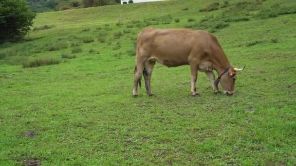 Una Vaca Marrón Con Una Campana Roza Come Hierba Fresca — Vídeos de Stock