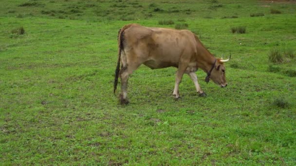 Jonge Bruine Koe Met Een Bel Weidt Eet Vers Gras — Stockvideo