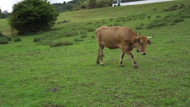 Una Vaca Cuernos Marrones Con Una Campana Camina Por Césped — Vídeos de Stock