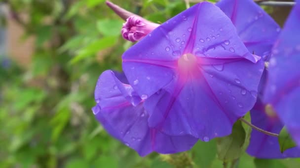 Ipomoea Purpurea Çiçek Sabah Zaferi Yeşil Yapraklarla Kaplanır Seçici Odak — Stok video