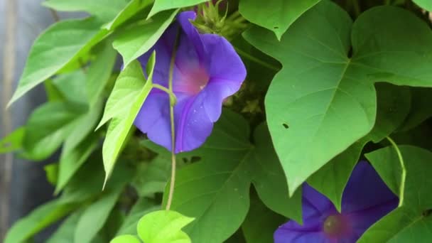 Vacker Lila Blomma Med Gröna Blad Månblomma Från Stranden Ipomé — Stockvideo