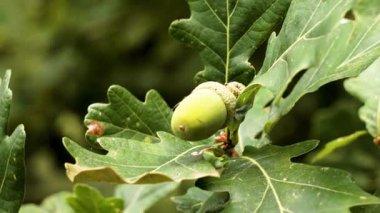 Ormandaki ekilmemiş ağacın dalında yetişen yeşil meşe palamudu ve yaprakları.