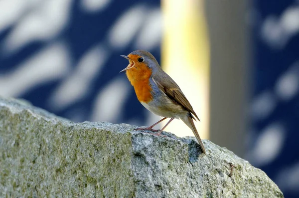 Cantando Petirrojo Sentado Una Piedra — Foto de Stock