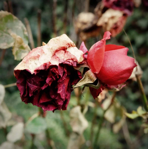 rotten roses at wintertime