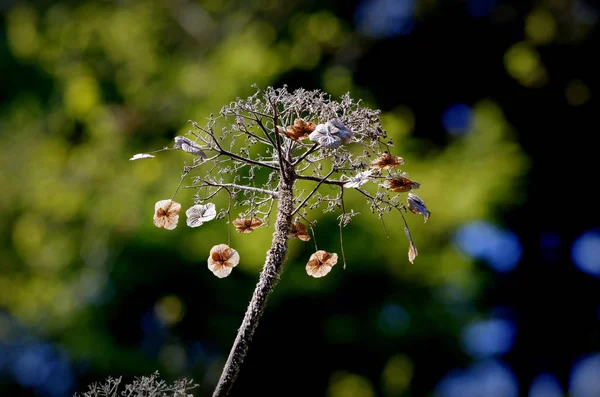 Ein Zweig Mit Getrockneten Blüten Frühlingsbeginn — Stockfoto