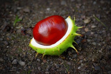sonbaharda yerde bir kestane, kabuğunda hala yarısı