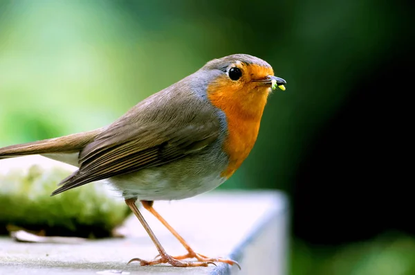 Rojo Robin Comer Verde Gusano — Foto de Stock