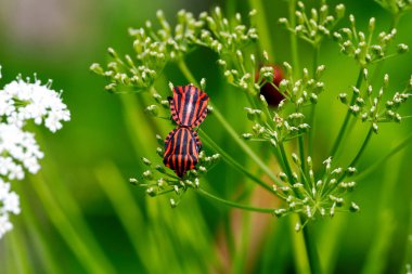 Graphosoma lineatum kırmızı ve siyah çizgili koku böcek çiftleşme