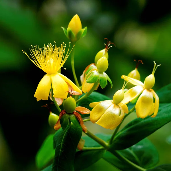 Hypericum androsaemum L. kan St Johns wort