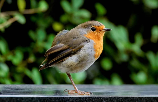 Jovem Pequeno Robin Frente Desfocado Fundo Verde — Fotografia de Stock