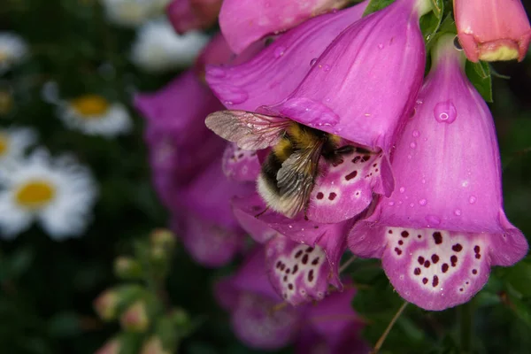 Digitalis purpurea, bir arı yağmur duşundan sonra pembe bir yüksük kuşunun içine girer.