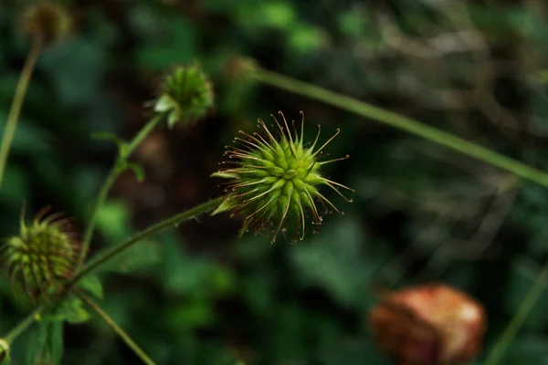 Geum Urbanum Zralé Plody Byliny Svatého Benedikta — Stock fotografie