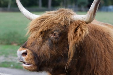 Parktaki bir parktaki İskoç sığırının portresi.