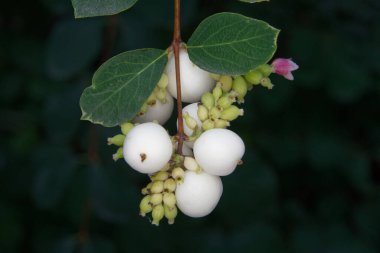 Symphoricarpos albusu, farklı olgunlaşmış meyveler.